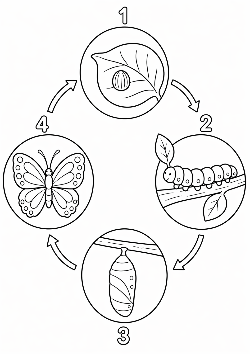 Coloring page showing the stages of a butterfly's life. Includes egg, caterpillar, chrysalis, and adult butterfly. Fun educational activity for kids.