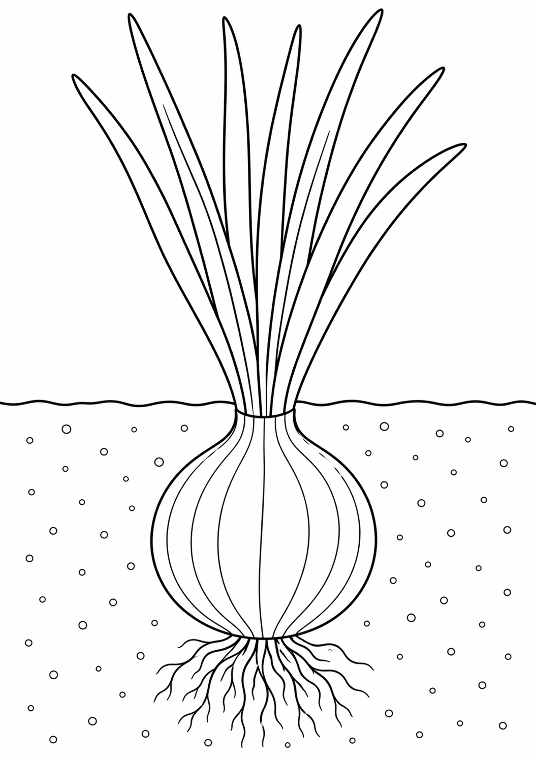 A detailed coloring page of an onion plant showing the bulb, roots, and leaves growing in the soil, designed to teach children about plant life.